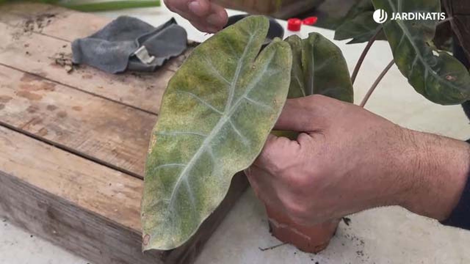arana roja decoloramiento hojas de orejas de elefante jardinatis