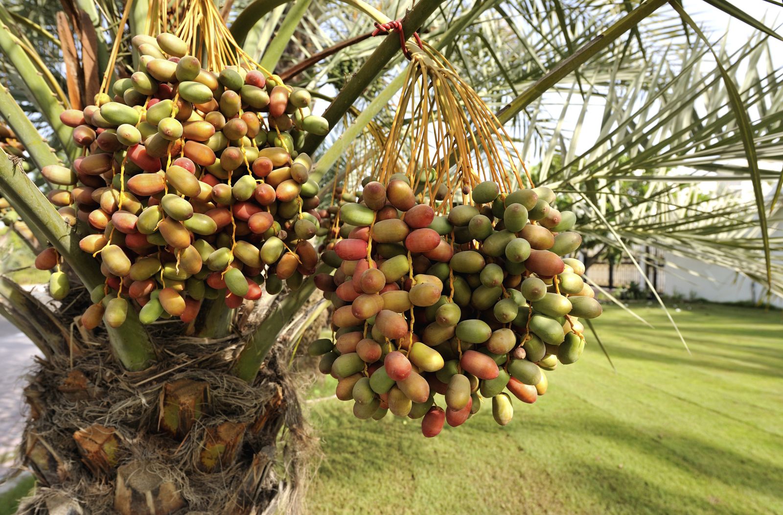 reproduccion palmera