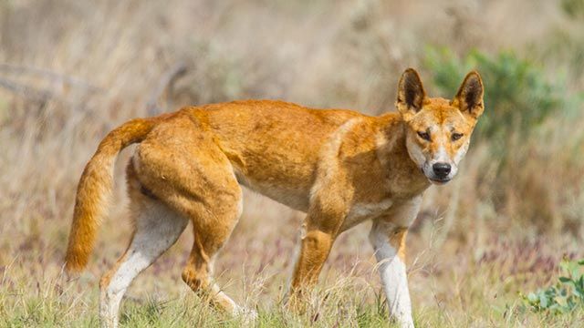 dingo