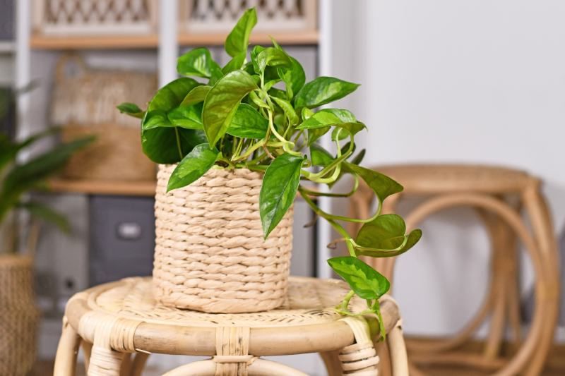 El photos es una planta de interior decorativa y fácil de cuidar
