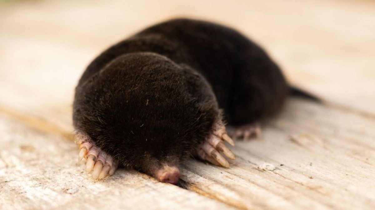 mamiferos venenosos topo comun