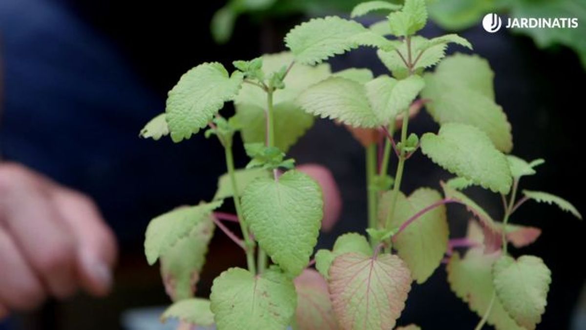 melisa hojas amarillas por falta de nitrogeno