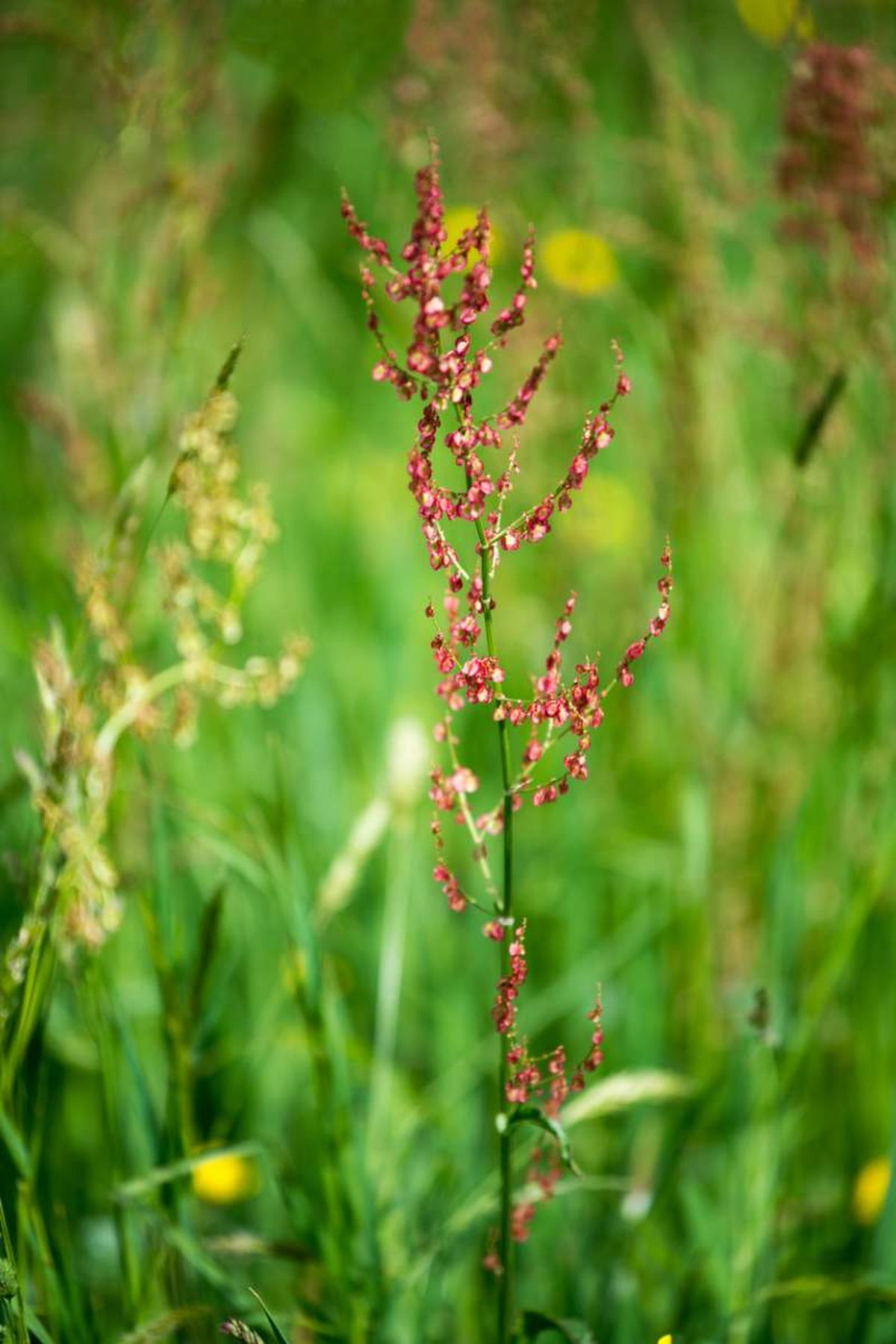 Rumex acetosa