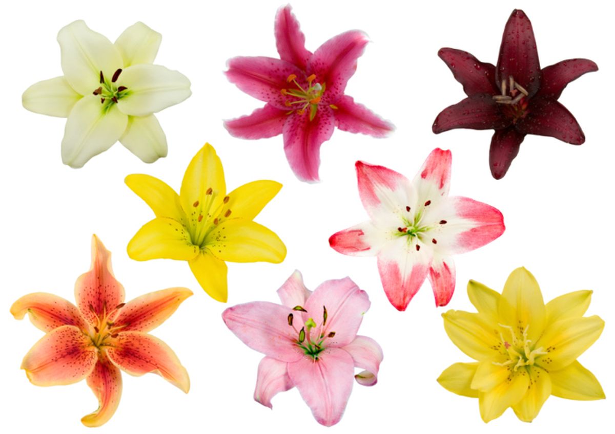Tipos de lirios