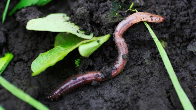 lombrices comensalismo tipos de simbiosis