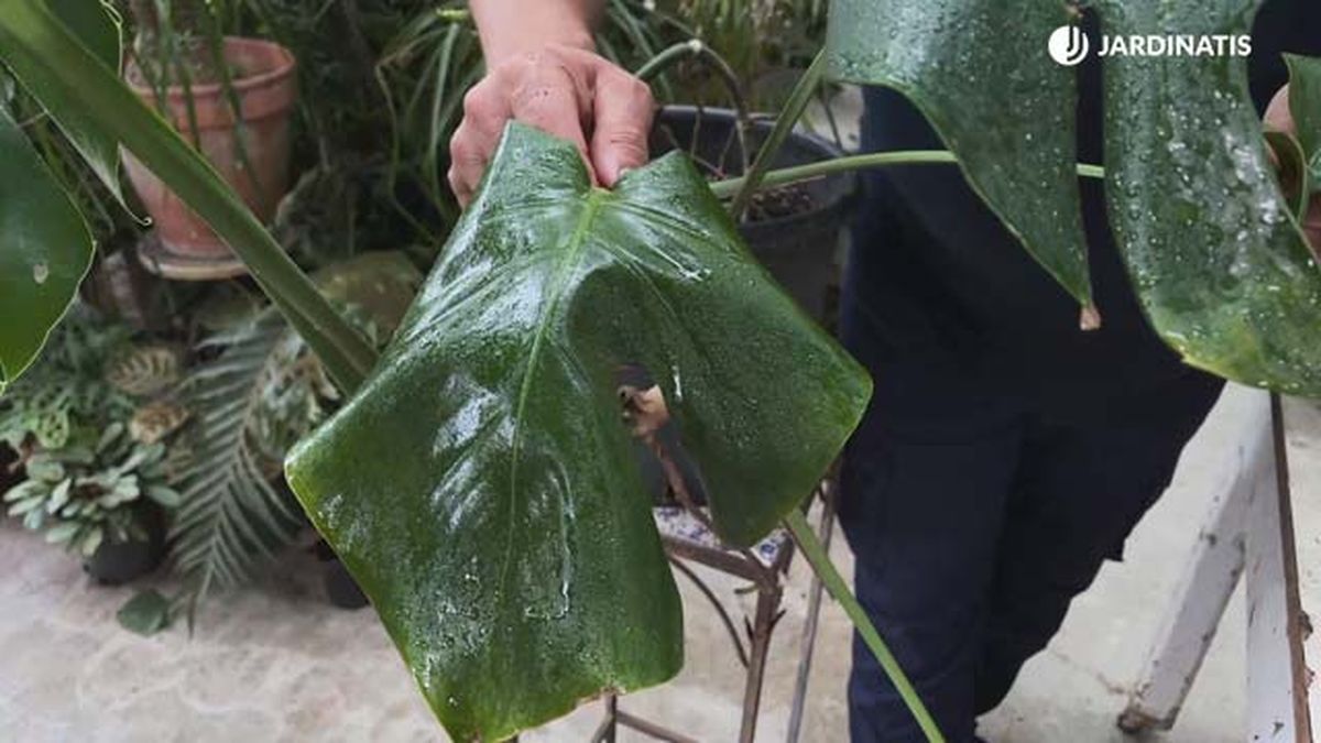 variedad costilla adan de hoja grande sin los caracteristicos orificios jardinatis