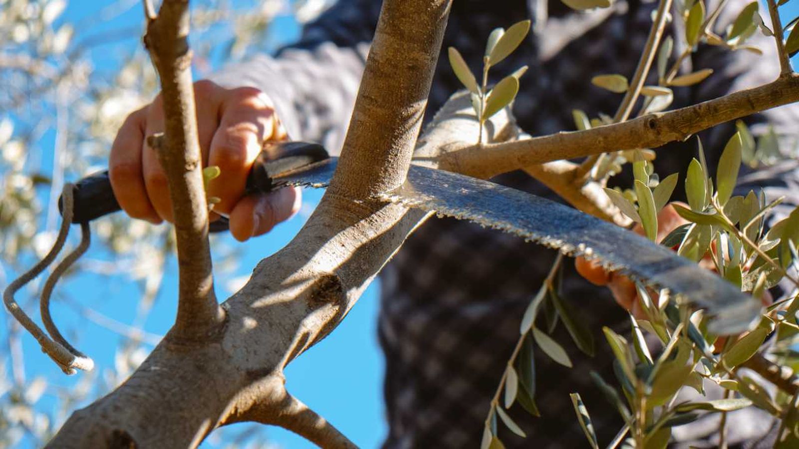 epoca poda del olivo