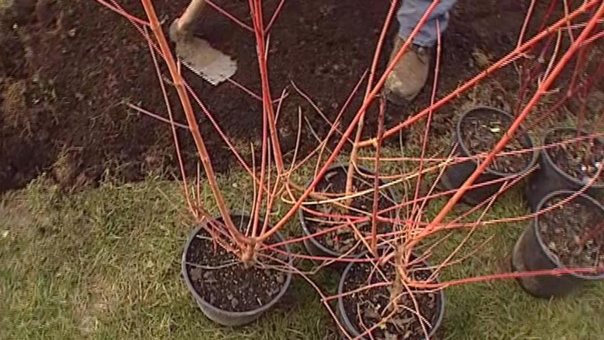 Brico jardin 320 variedades de cornejos winter flame