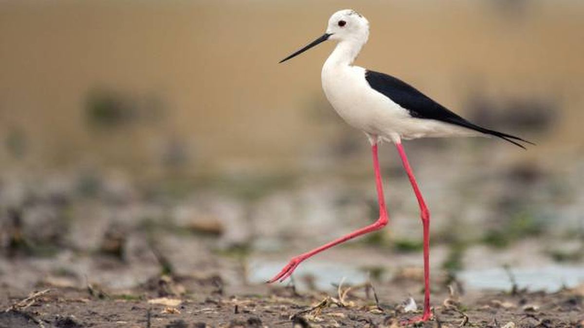 aves playeras ciguenelas himantopus