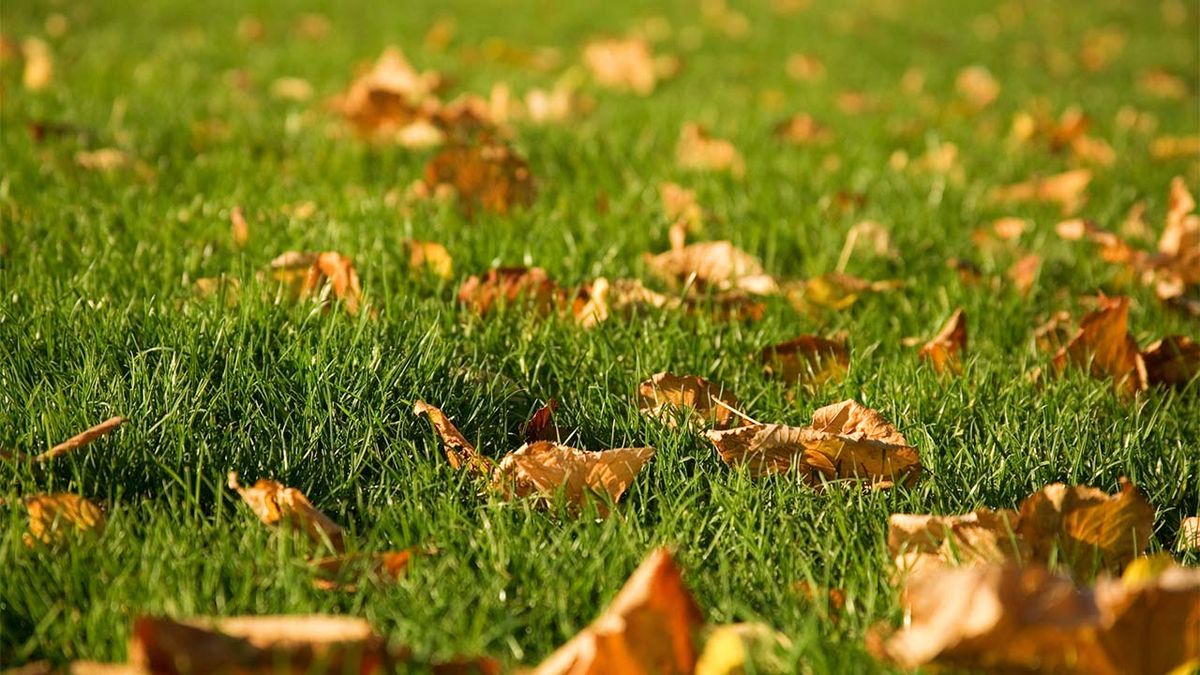 mantenimiento cesped otono xl