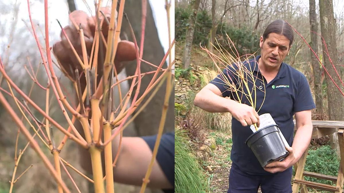 brico 1025 jardin Acer Palmatum Bi Hoo