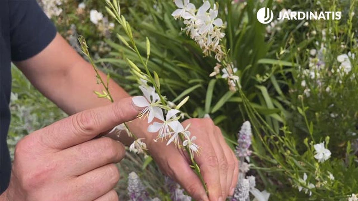 gaura planta flor para decorar jardin en gris blanco xl
