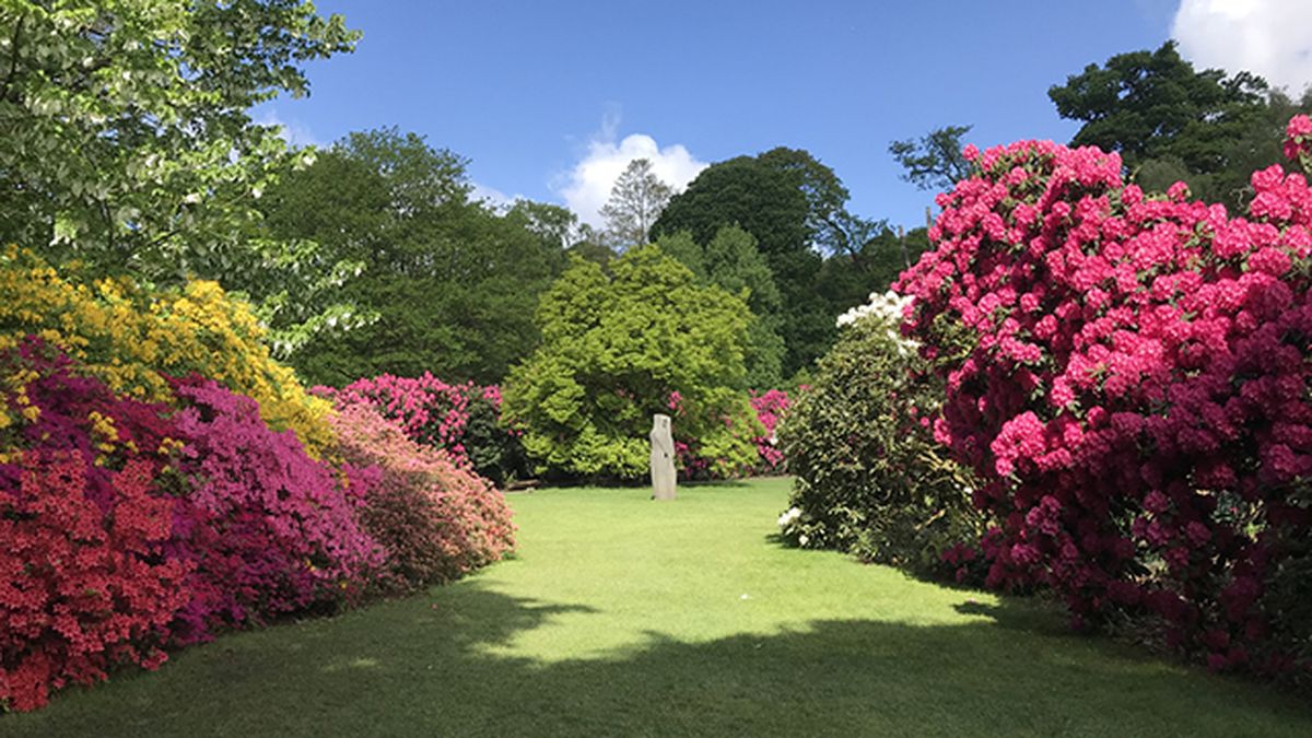 rododendros inglaterra floraciones espectaculares de europa