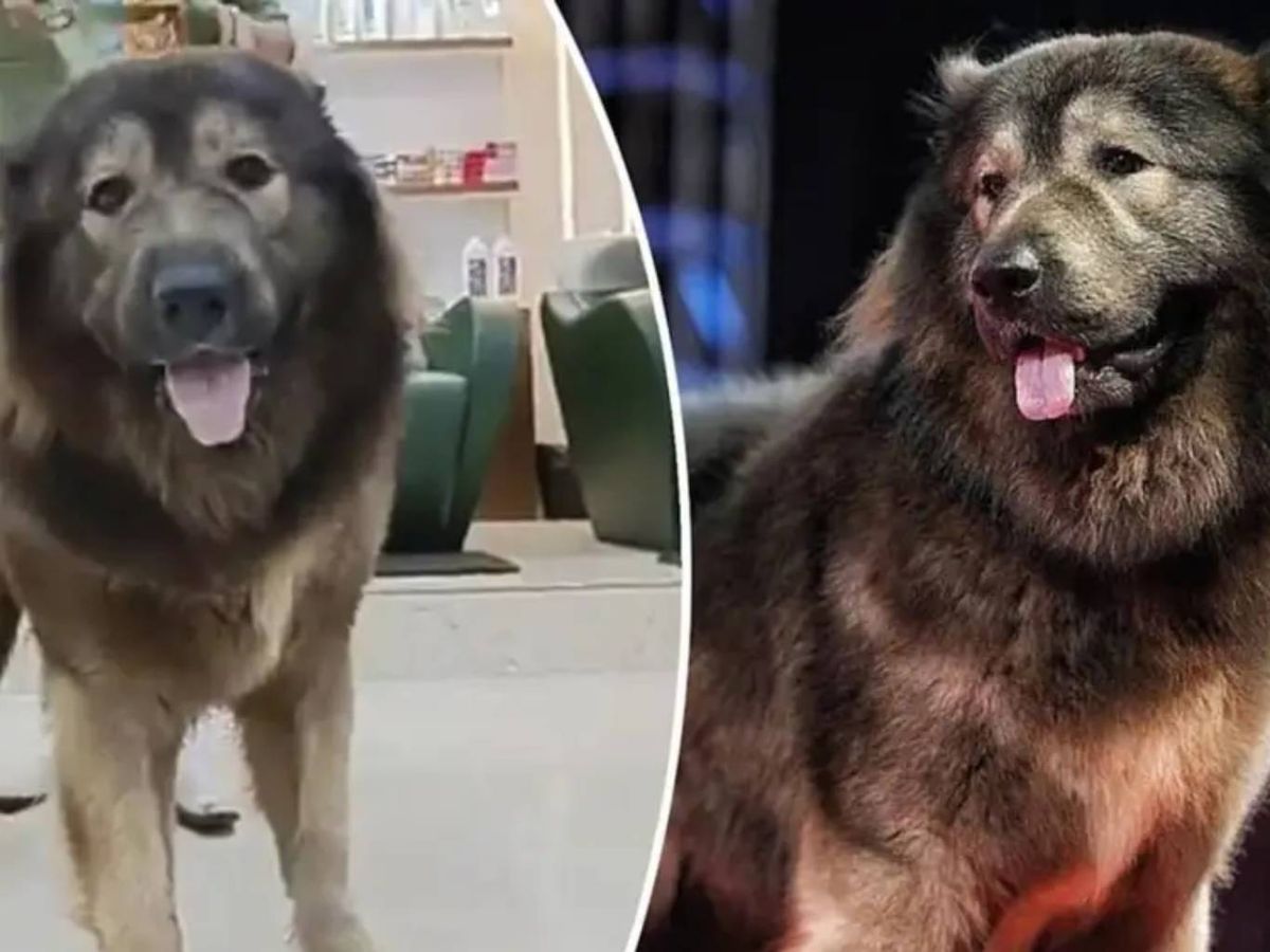 La tendencia por adquirir mascotas exóticas y raras ha ido en aumento.