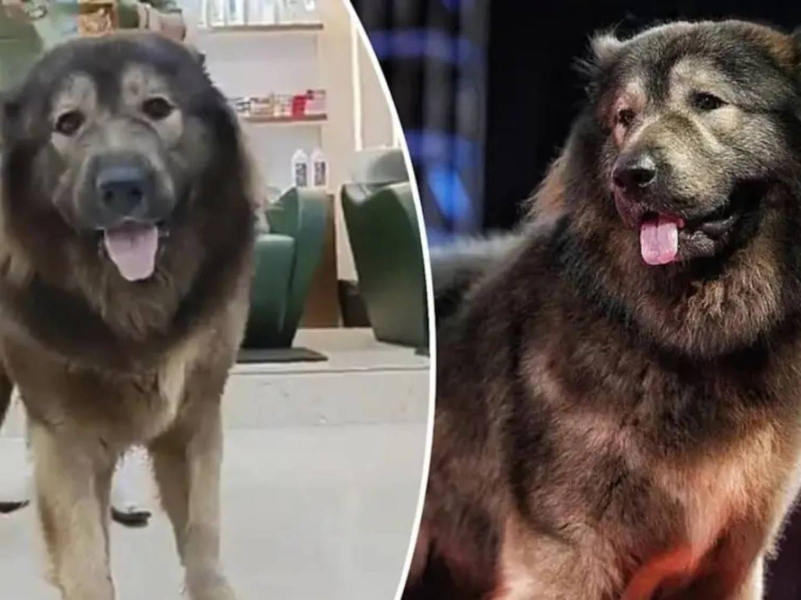 La tendencia por adquirir mascotas exóticas y raras ha ido en aumento.
