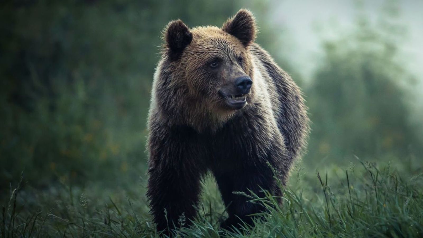 animales en peligro de extincion en espana ok