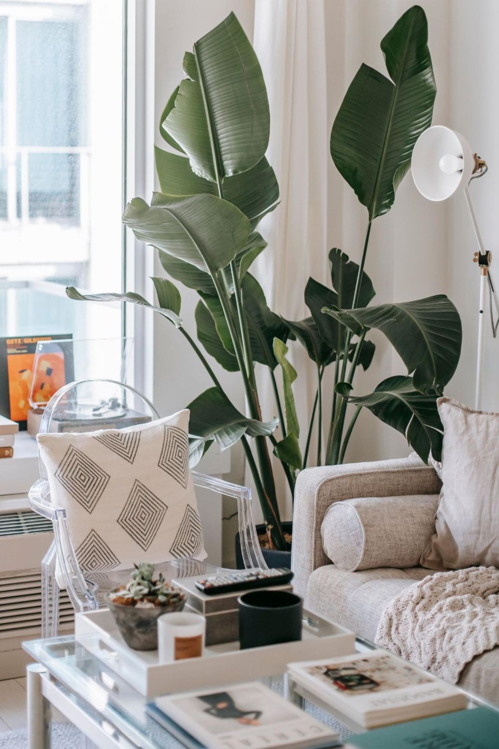 Salón decorado con una planta grande al lado del sofá.