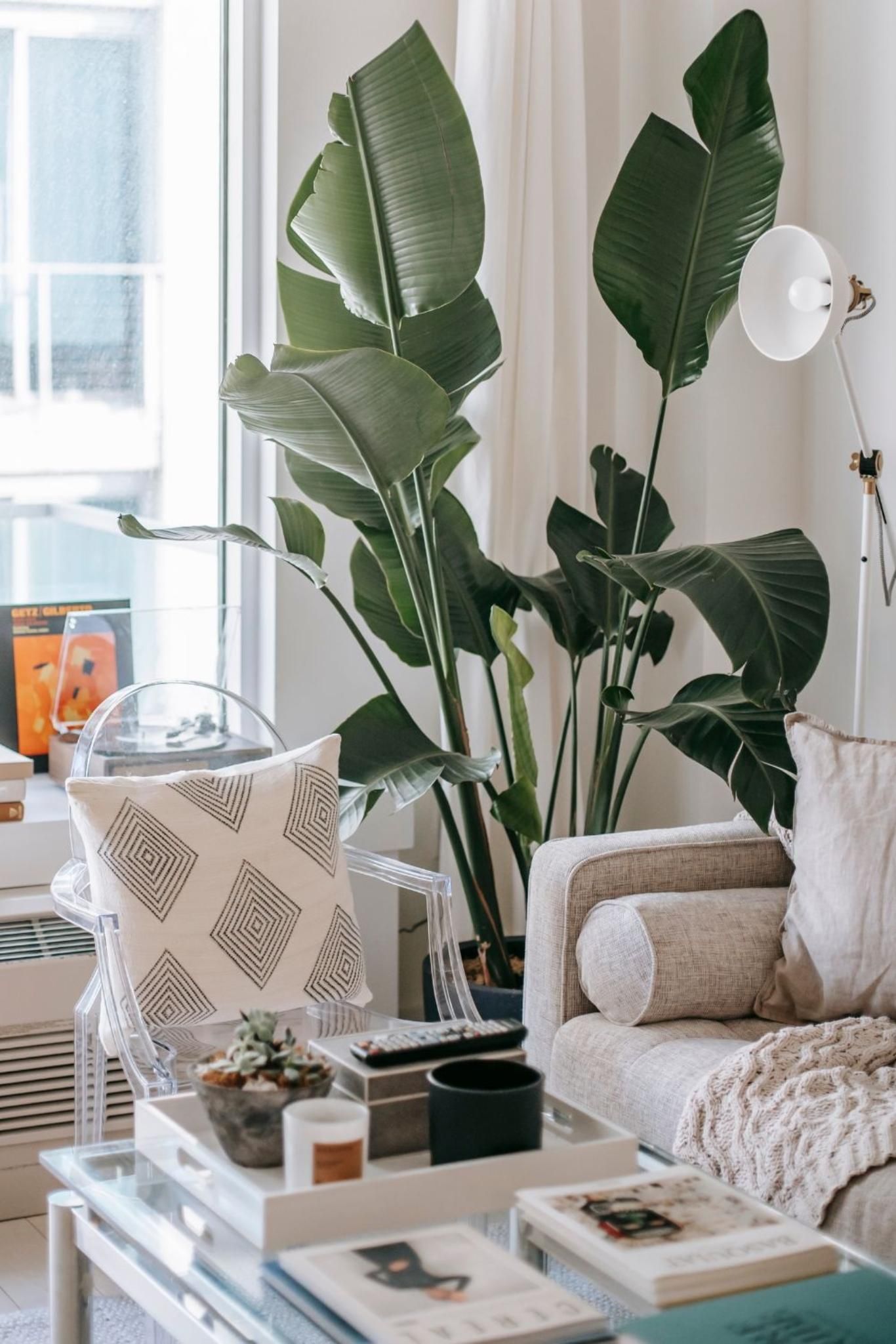 Salón decorado con una planta grande al lado del sofá.