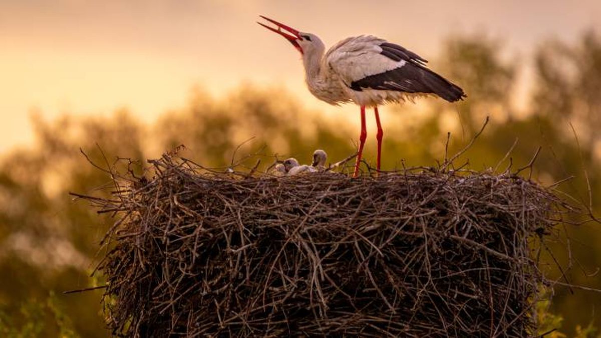 tipos nidos aves ciguena