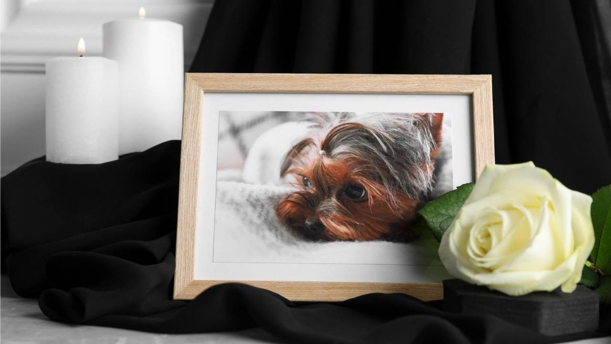 crematorios tanatorios de mascotas