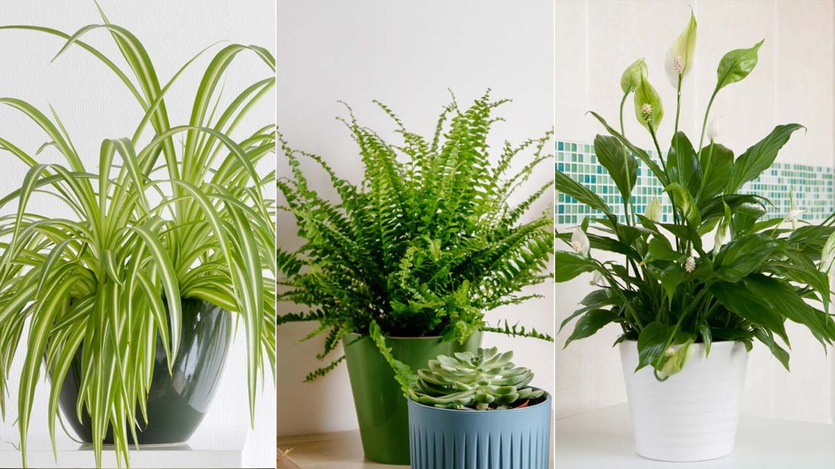 plantas que absorben la humedad jardinatis