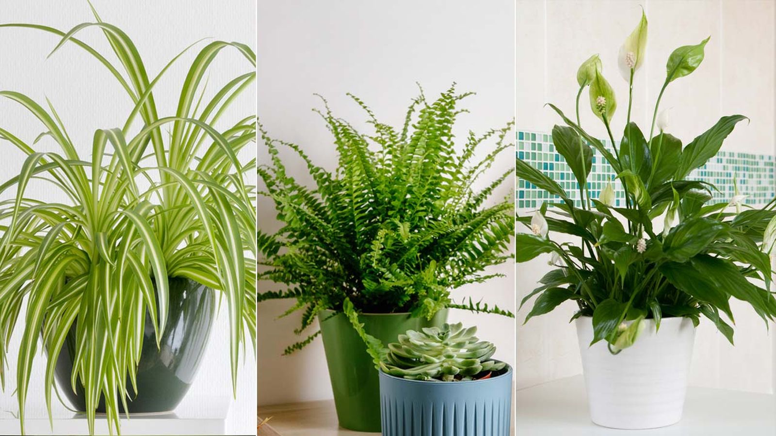 plantas que absorben la humedad jardinatis