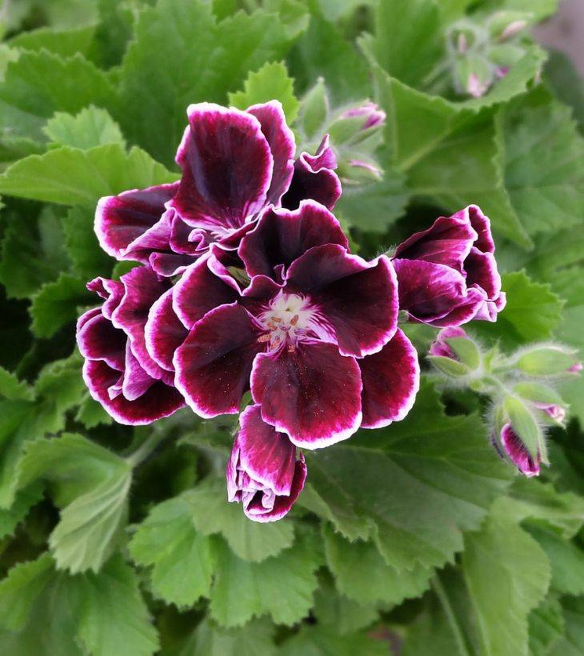 pelargonium grandiflorum geranio pensamiento flor