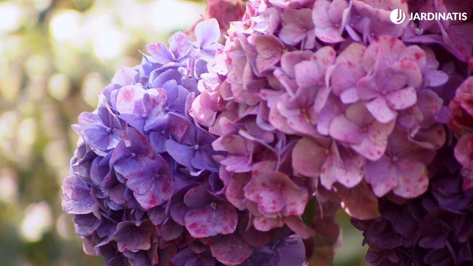 Hortensias en otoño