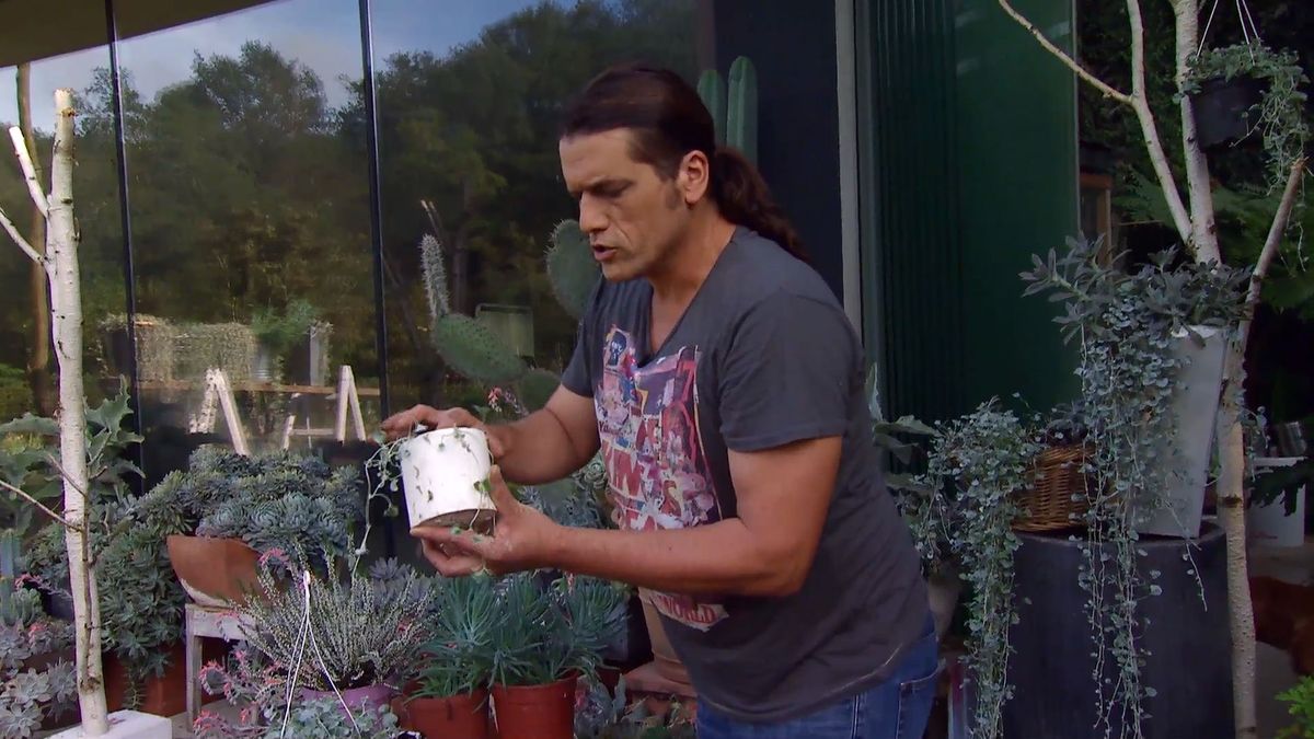 deco0665 jardineria dichondra repens silver falls reproduccion 2