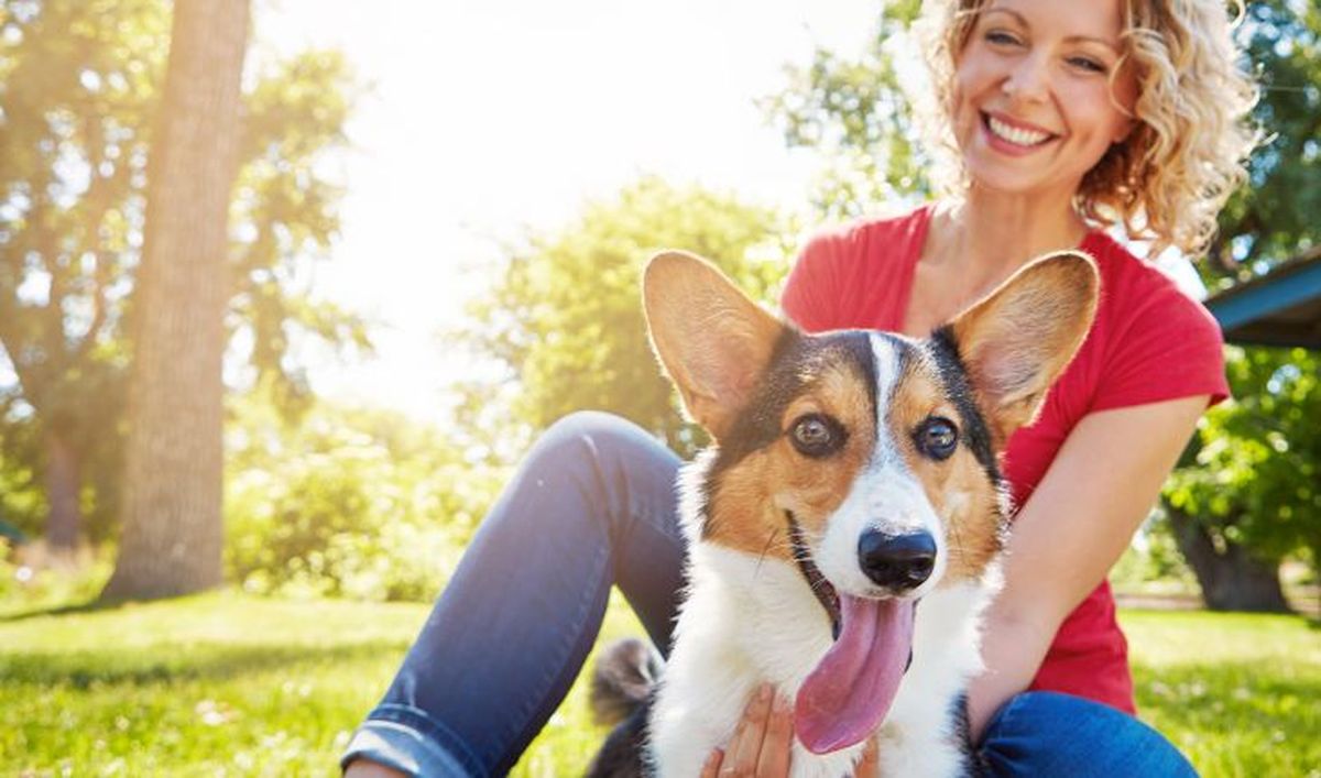 corgi gales de pembroke 1