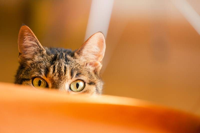 Los gatos son unos estupendos maestros en lo que se refiere a la comunicación no verbal.