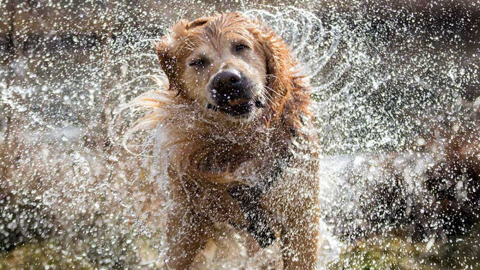 por que los perros huelen mal cuando se mojan (1)