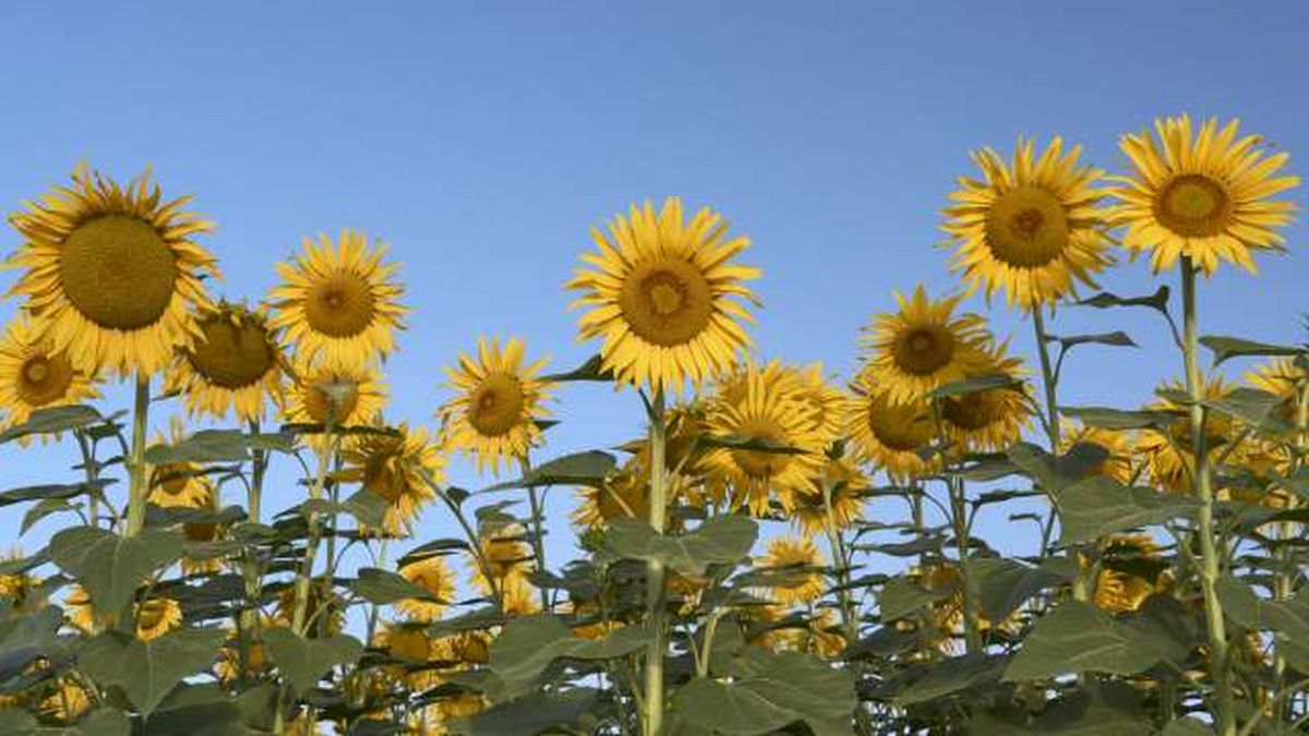 campo de girasol de antequera