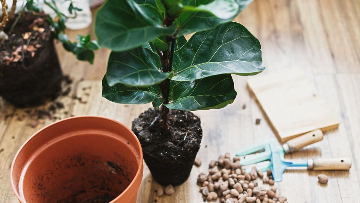 tansplantar Ficus lyrat en casa