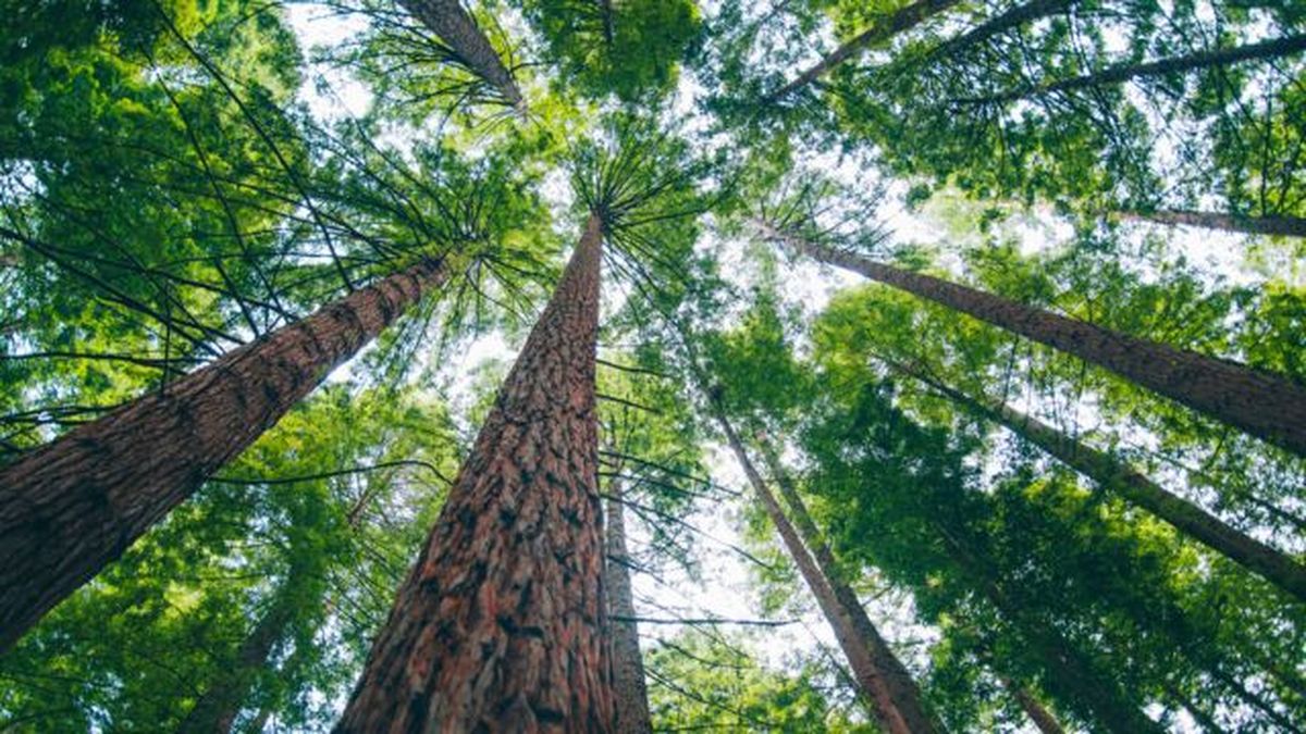 plantas y arboles capturar almacenar carbono