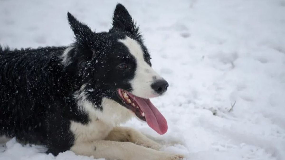 perros que parecen lobos utonagan