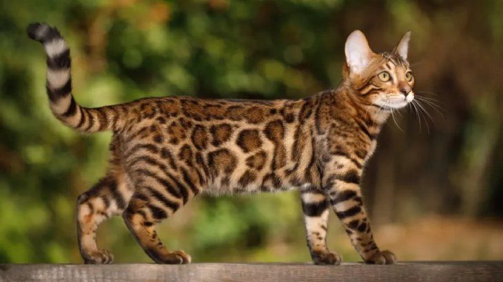 gatos hipoalergenicos bengali