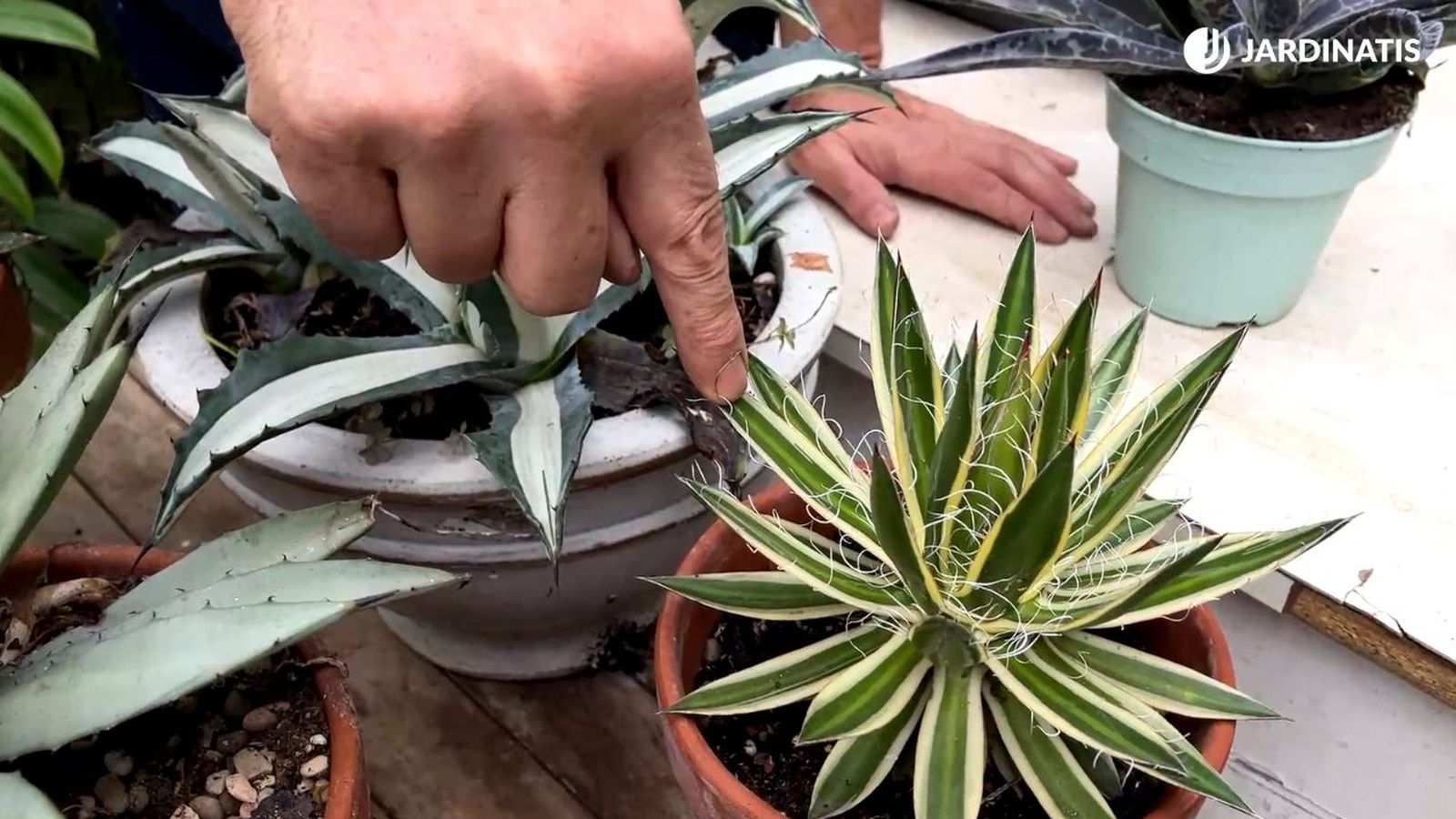 diferencias del agave y mangave jardinatis 23 35