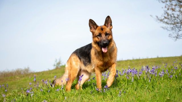 cuantas razas de perros hay 5