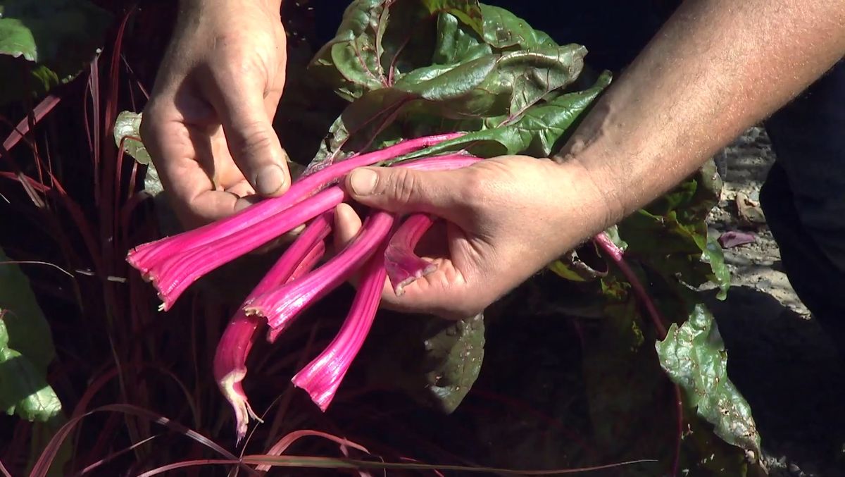 Acelgas rosas en un jardín de otoño con plantas de follaje rosa