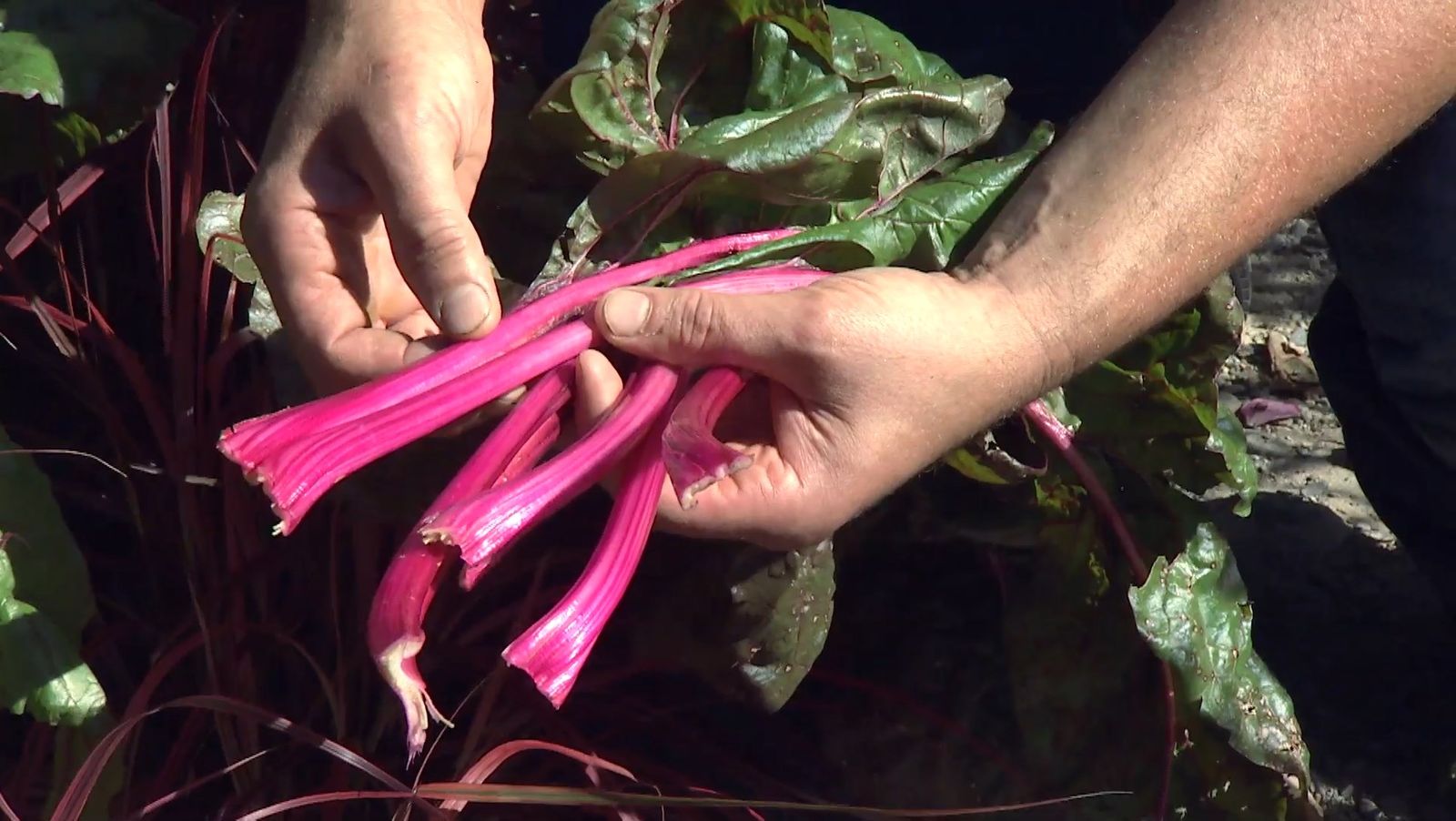 Acelgas rosas en un jardín de otoño con plantas de follaje rosa