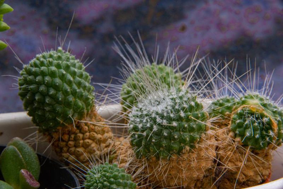Pequeños cactus verdes con largos filamentos.
