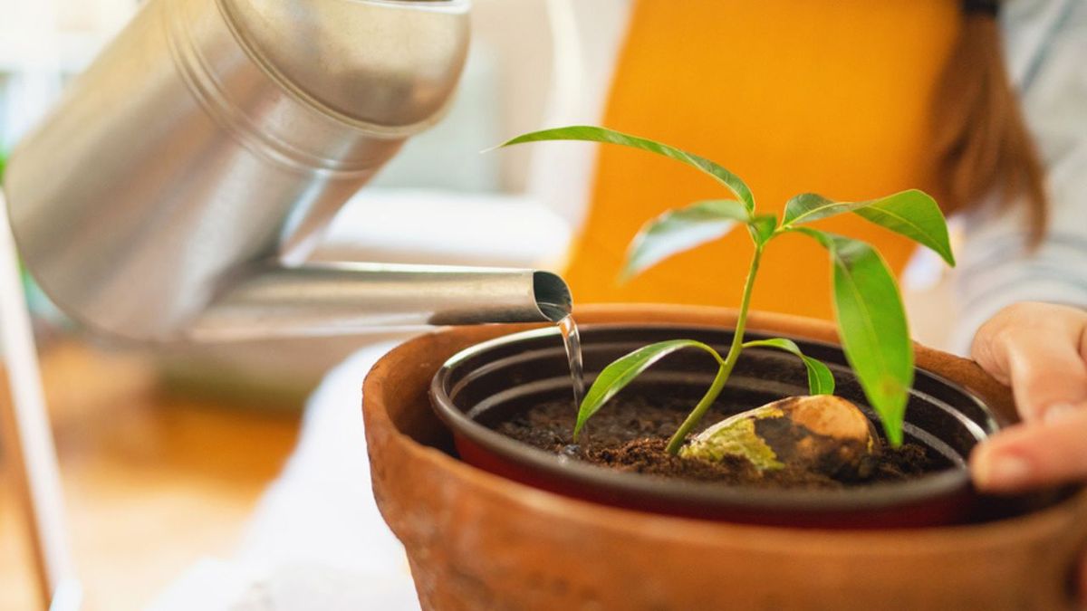 plantar mango tiesto en casa