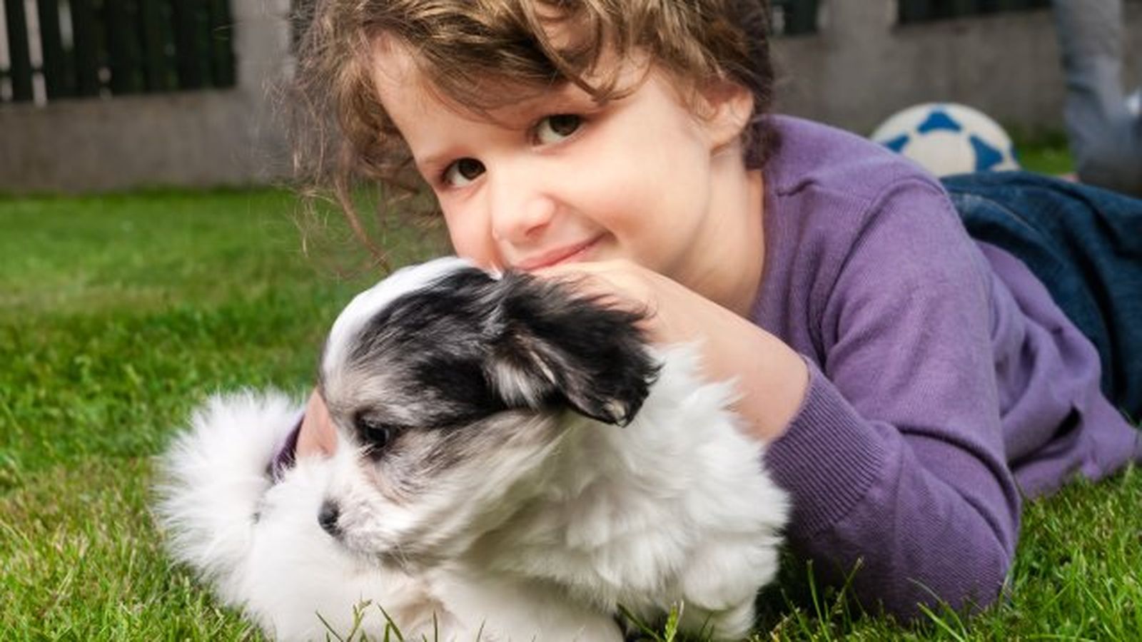 coton de tulear 6
