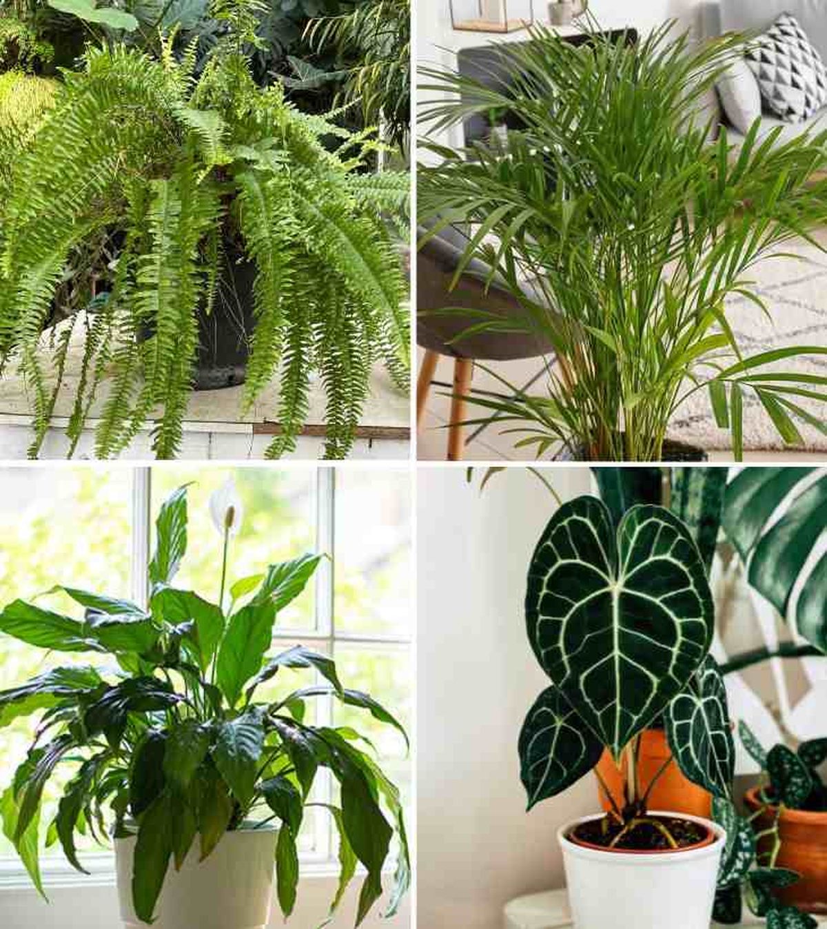 plantas aesthetic helecho de boston kentia espatifilo anturio cristalino
