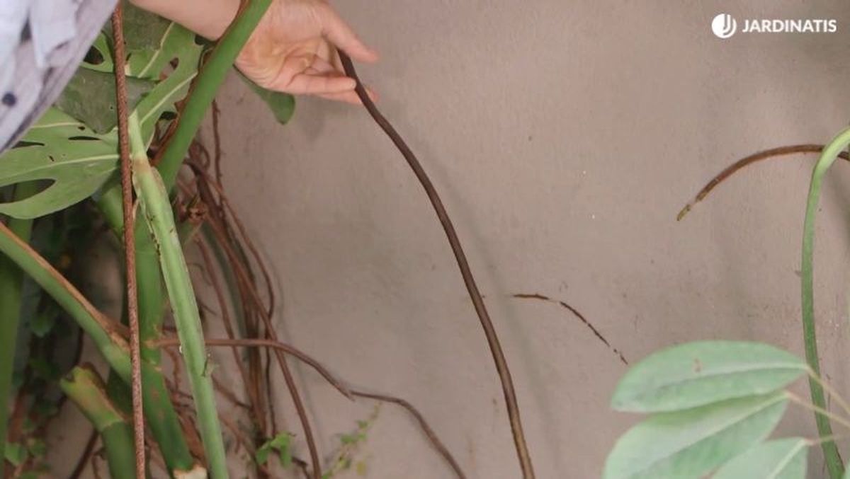 Raíz aérea de costilla de Adán