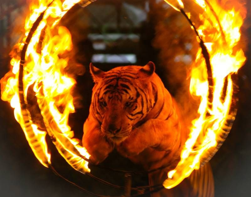 Animales entrenados para saltar, por ejemplo, aros de fuego.