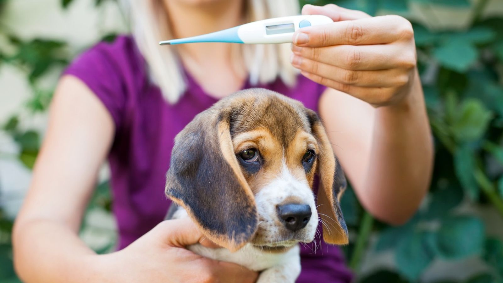 como saber si mi perro tiene fiebre ok