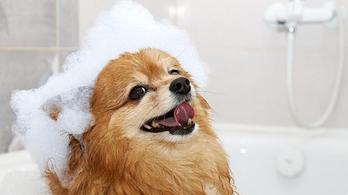 champus perros jabon