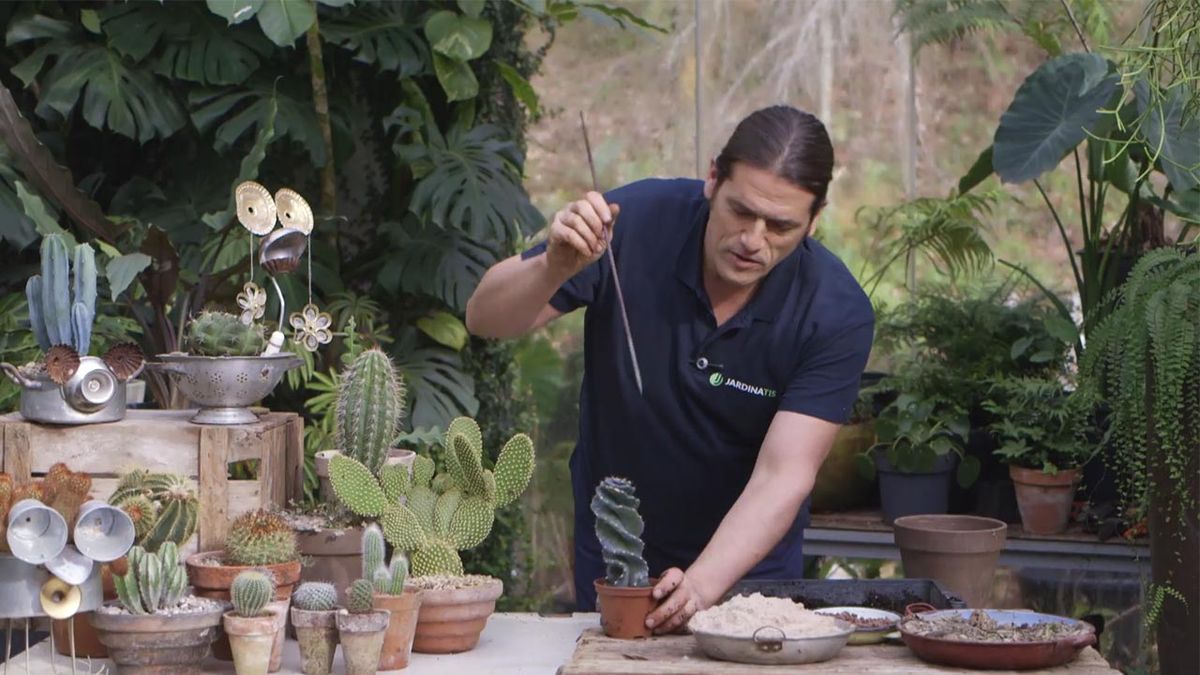 brico 1019 jardin cereus forbesii spiralis